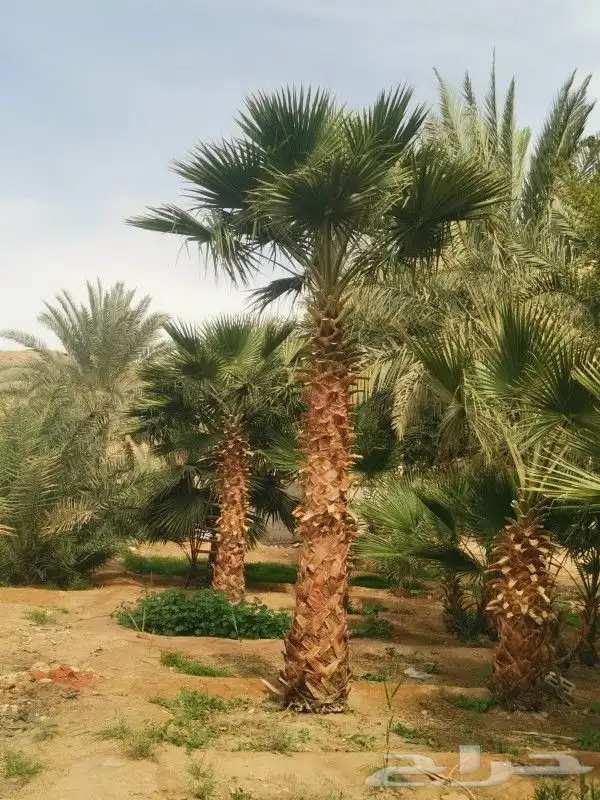 واشنطن للبيع 0