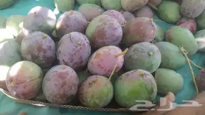 يوجد لدينا التومي والهندي والسوداني والزبده 5
