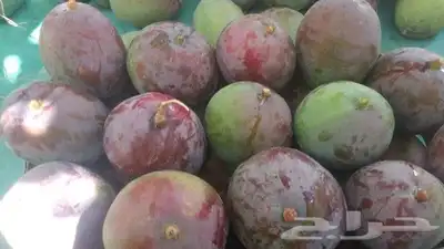 يوجد لدينا التومي والهندي والسوداني والزبده 6