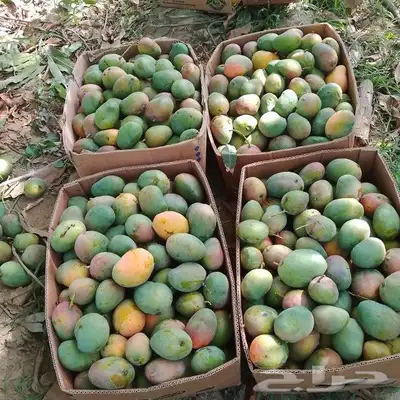 يوجد لدينا التومي والهندي والسوداني والزبده 2