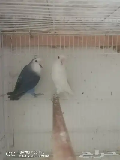 للبيع زوج روز منتج 2