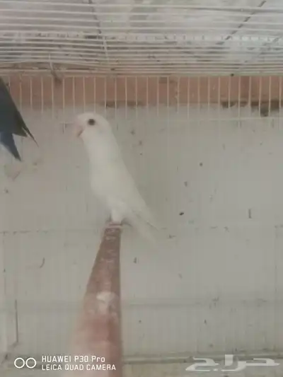 للبيع زوج روز منتج 3
