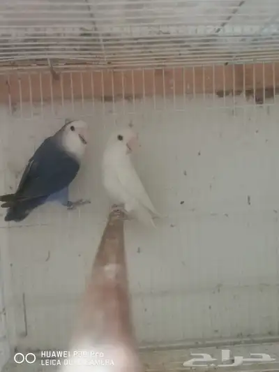 للبيع زوج روز منتج 0