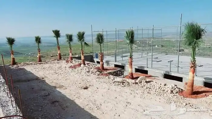 نخيل عربي جميع المقاسات متوفرة نخيل واشنطني زينه 1
