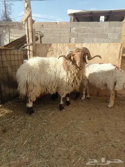 فحل نعيم 2
