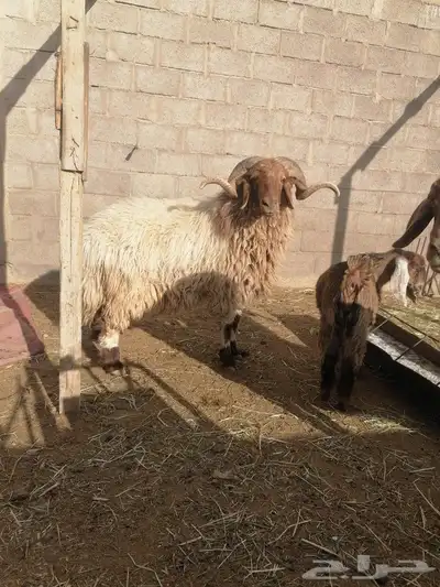 فحل نعيم 6