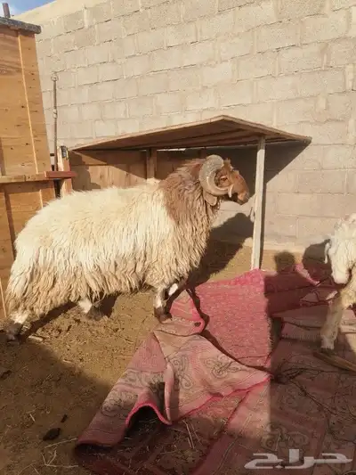 فحل نعيم 3