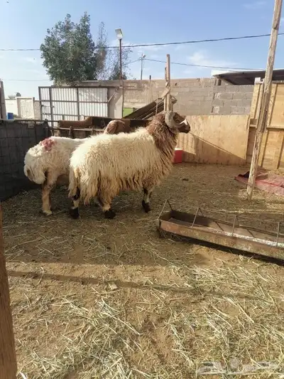 فحل نعيم 0