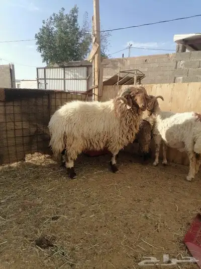 فحل نعيم 1