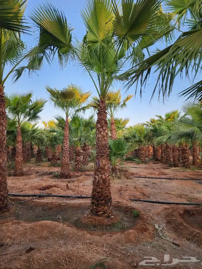 نخل واشنطن للبيع واشنطن للبيع 9
