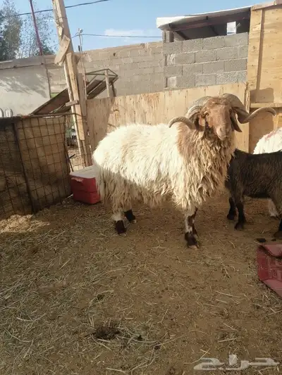 فحل نعيم 5