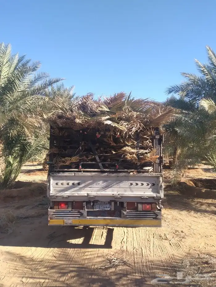سعف نخيل طيب جديد للعرايش والمظلات 3