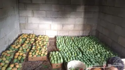 يوجد لدينا التومي والهندي والسوداني والزبده 1