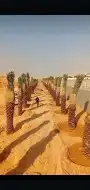 نخيل عربي وواشنطني 4
