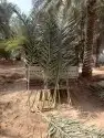 سعف نخيل طيب جديد للعرايش والمظلات 2