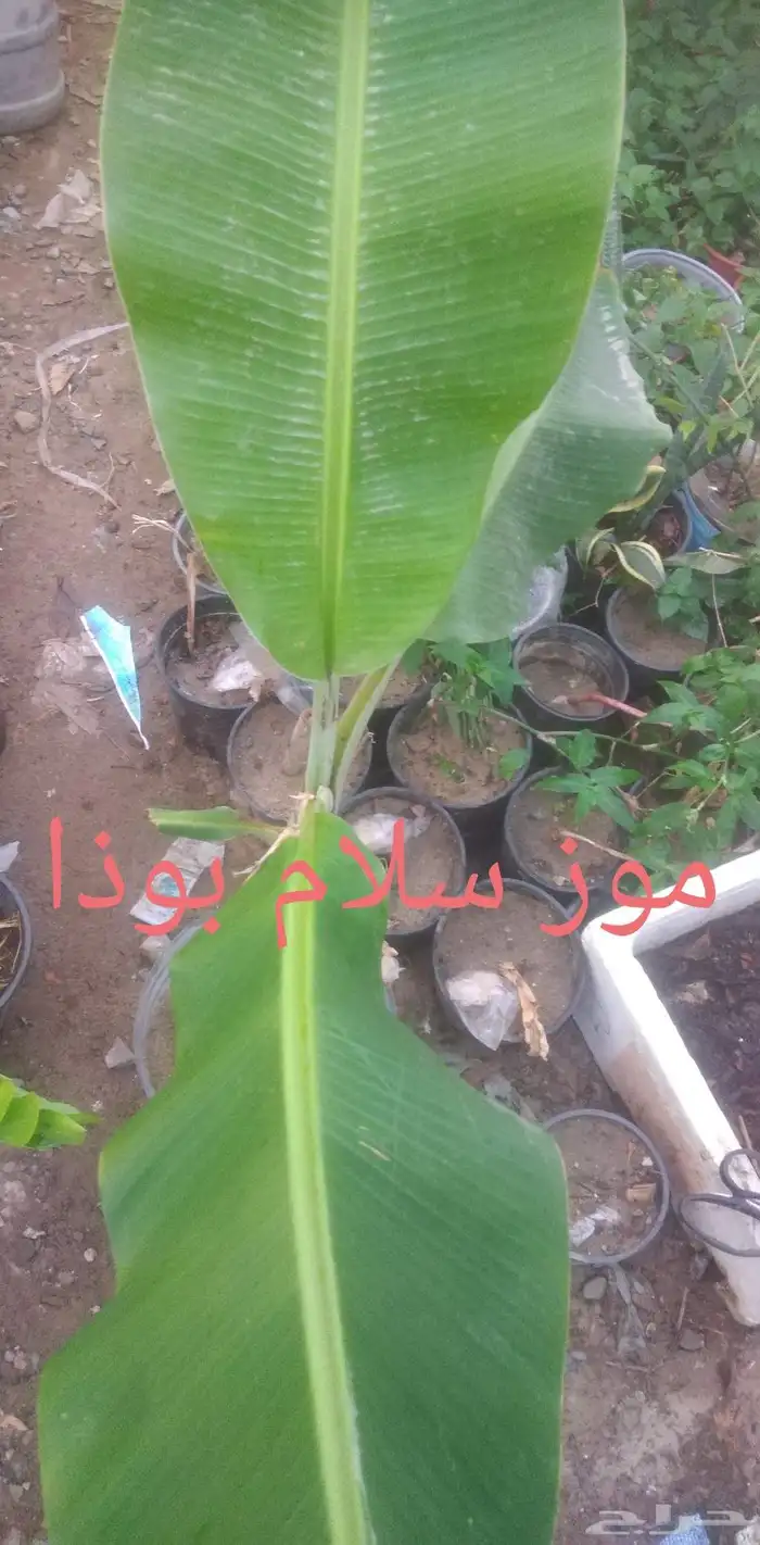 موز سلام بوذا أو يد بوذا صور الباقي للطلبية من تايلند 6