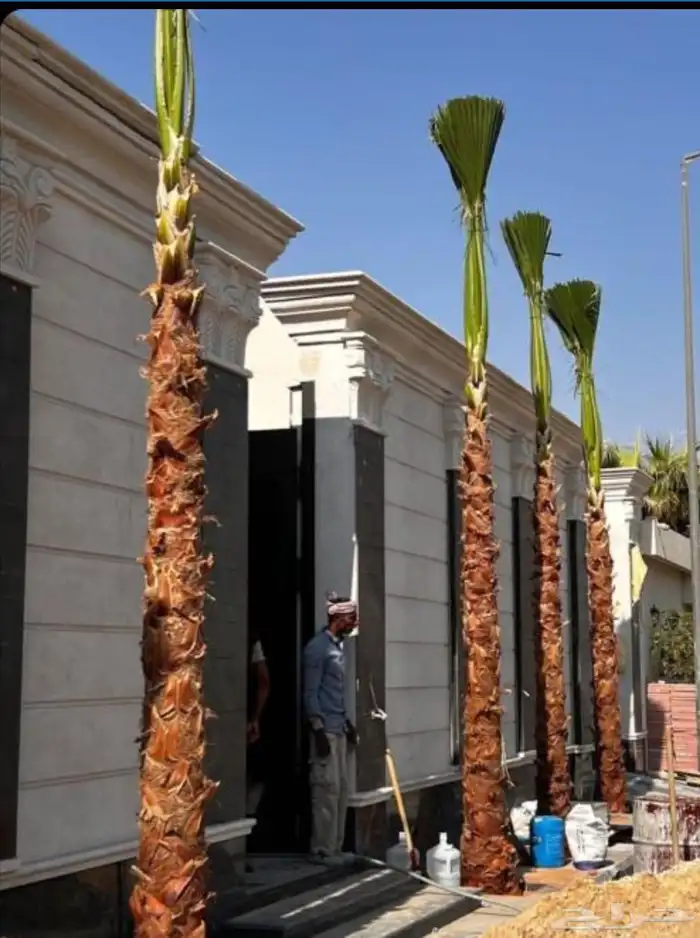 توريد وغرس نخل واشنطني زينه وعربي بجميع مقساته 0