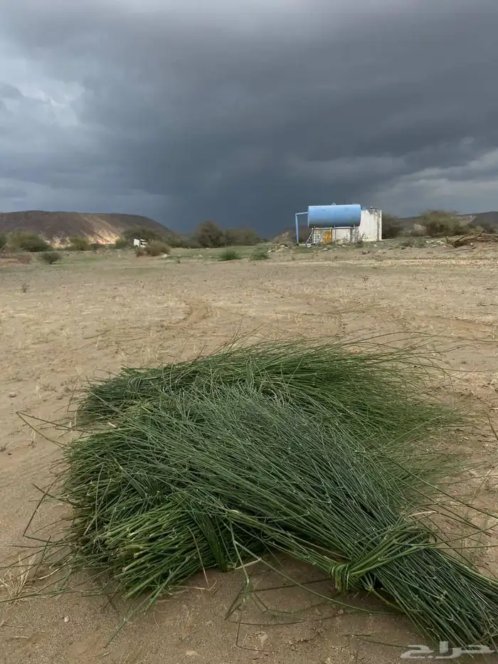 مرخ وسلع اخضر طازه 2