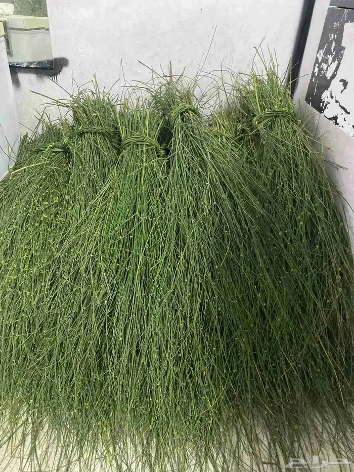 مرخ وسلع اخضر طازه 4