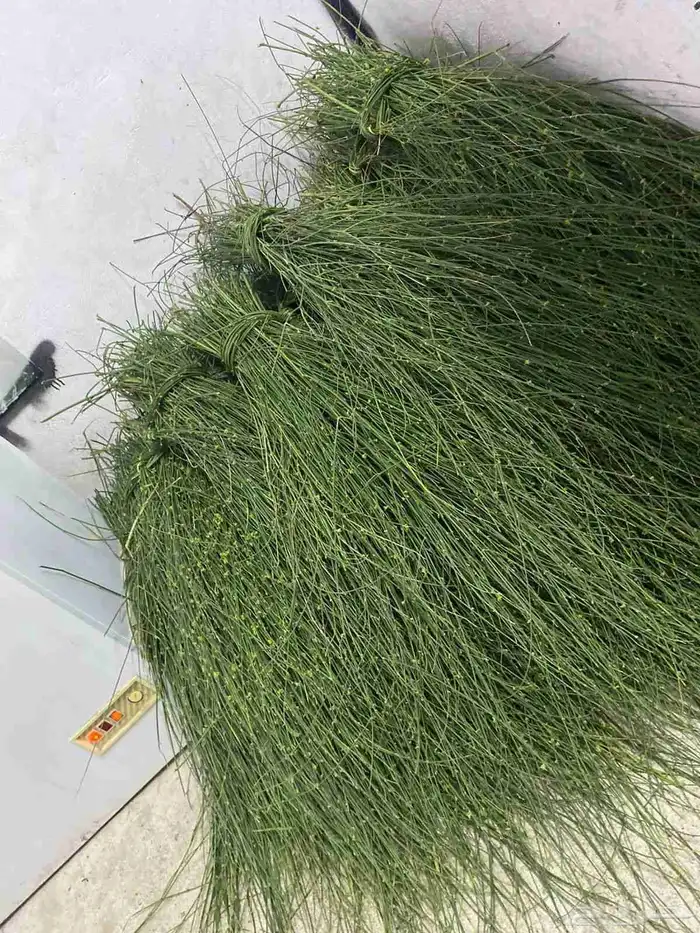 مرخ وسلع اخضر طازه 5