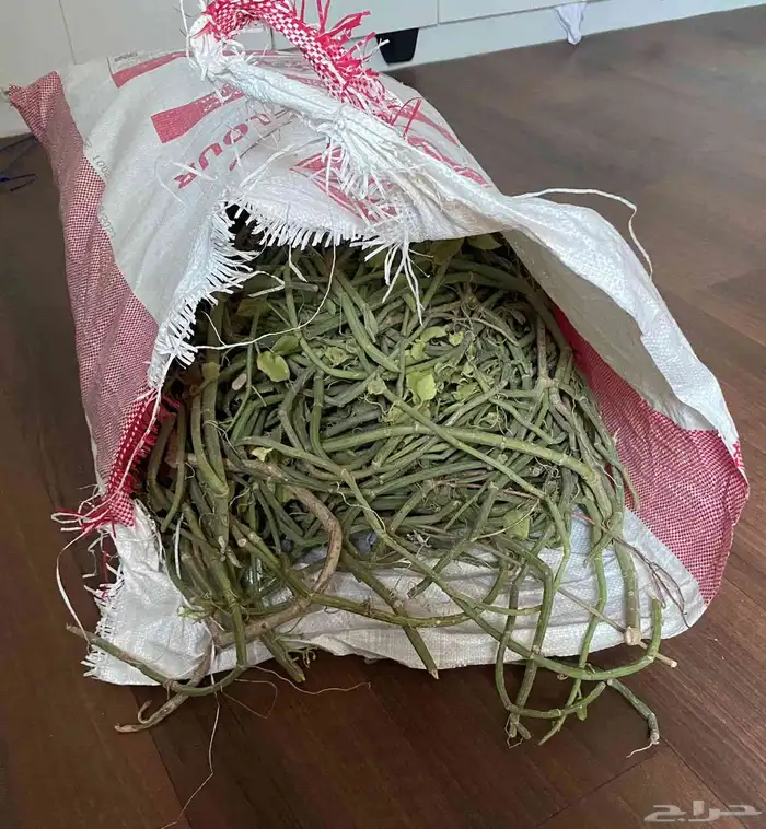 مرخ وسلع اخضر طازه 0