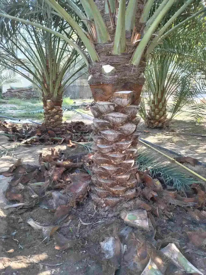 الرياض _المزاحمية _ضرماء _الجله _القويعيه _جميع مناطق المملك 6