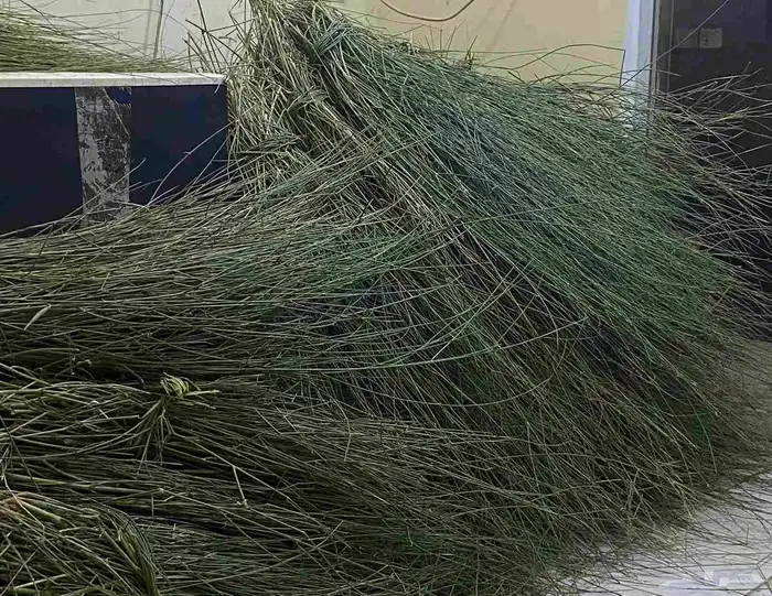 مرخ وسلع اخضر طازه 3