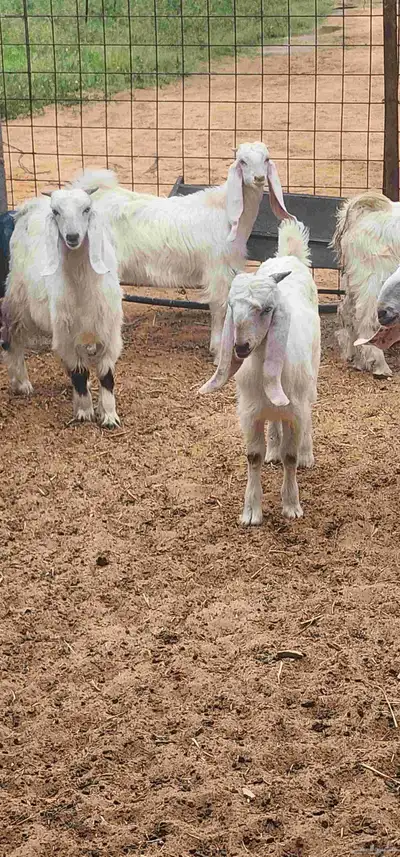 تم البيع. تيوس عدد 5 المذنب 0