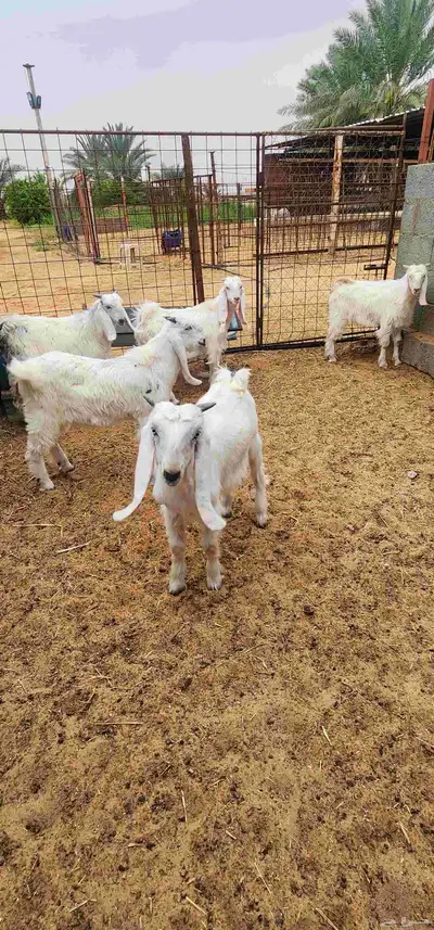 تم البيع. تيوس عدد 5 المذنب 2