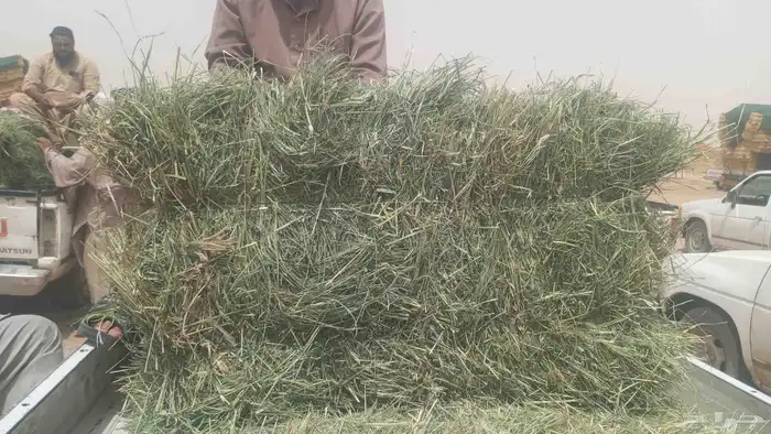 السلام عليكم مسواق اعلاف في وادي الدواسر ي 0