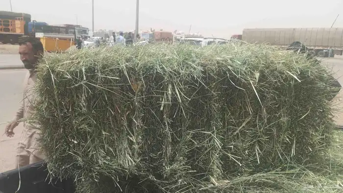 السلام عليكم مسواق اعلاف في وادي الدواسر ي 1