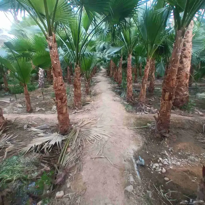 توريد وغرس نخل واشنطني زينه وعربي بجميع مقساته 7