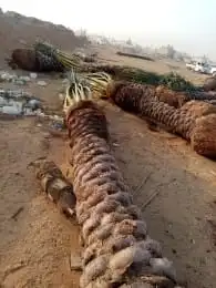 تنسيق حدائق زراعه جميع انواع النخيل وزرعه الطبيعي و الصناعي 15