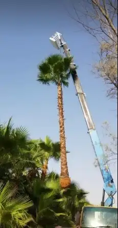 نخل واشنطني وشنطن واشنطونيا زينه للبيع 1