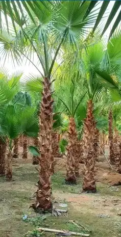 نخل واشنطني وشنطن واشنطونيا زينه للبيع 2