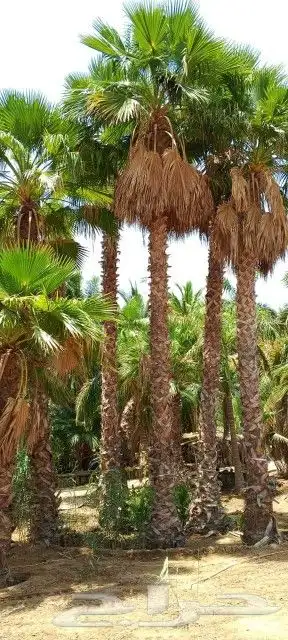 موسم زراعه النخيل البلدي وواشنطني 4