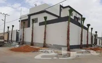 نخل واشنطني وشنطن واشنطونيا زينه للبيع 4