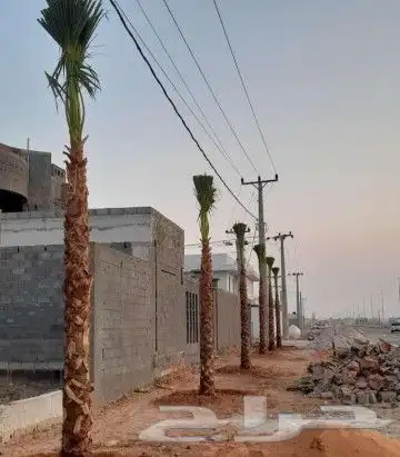 نخل واشنطني وشنطن واشنطونيا زينه للبيع 3