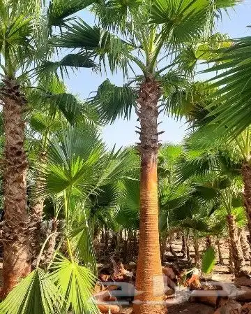 نخل واشنطني وشنطن واشنطونيا زينه للبيع 0