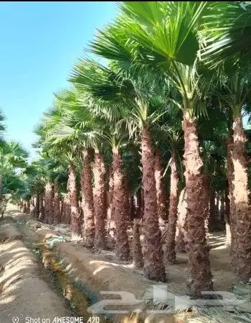 موسم زراعه النخيل البلدي وواشنطني 1