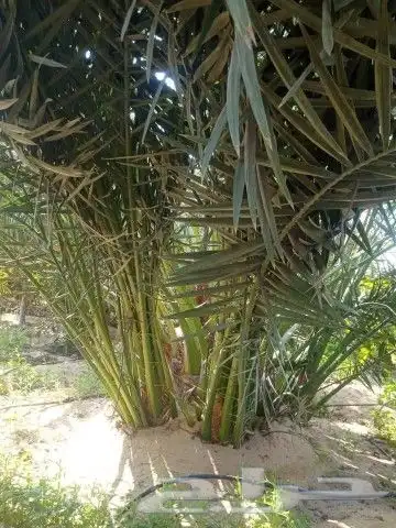 برني العيس وبرني العلا فسائل ودي حجم كويس العدد 2500 2