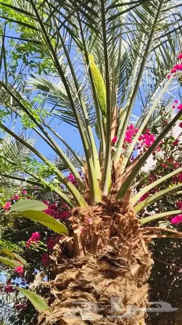 يوجد لدينا جميع انواع النخيل العربي ورش الحشرات 0