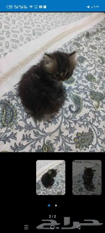 عمرها شهر واسبوع 4