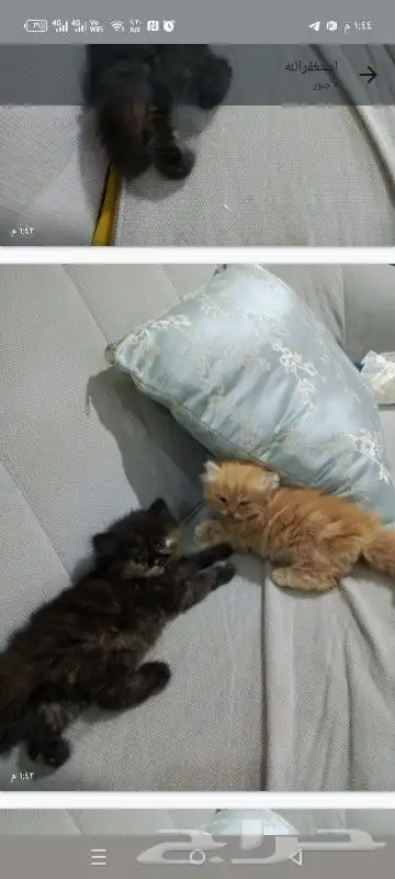عمرها شهر واسبوع 1