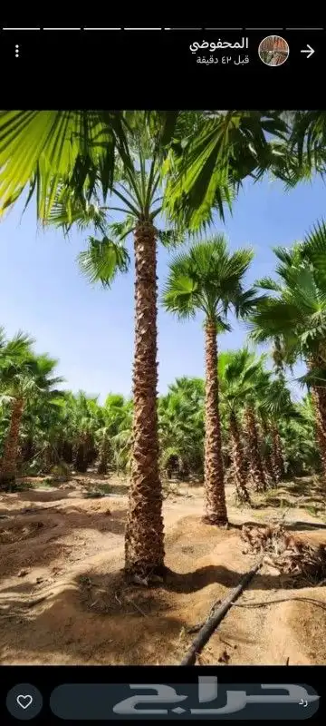 موسم زراعه النخيل البلدي وواشنطني 5