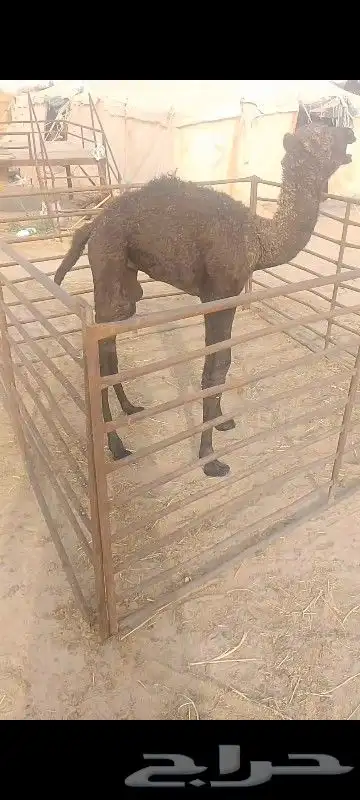 حوار ضيار وياكل وطيب 0