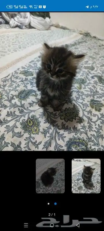 عمرها شهر واسبوع 5