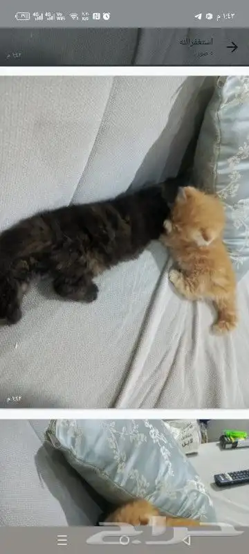 عمرها شهر واسبوع 2