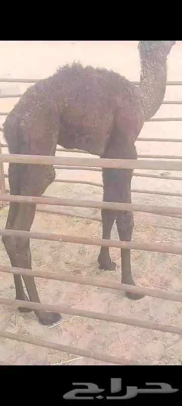 حوار ضيار وياكل وطيب 1