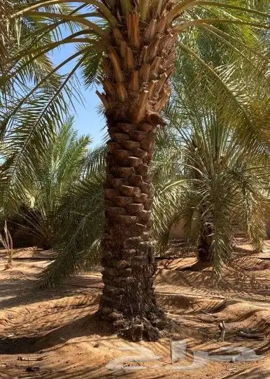 نعمل جميع اشغال النخيل 0